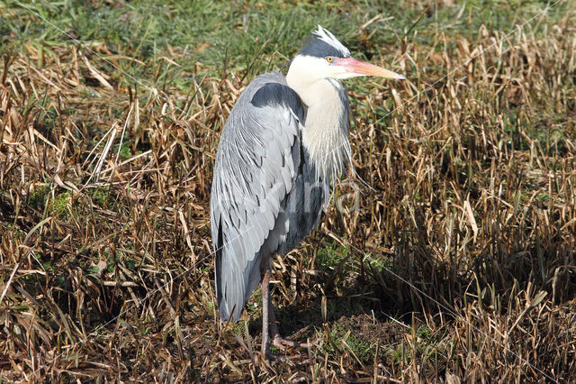 Blauwe Reiger (Ardea cinerea)