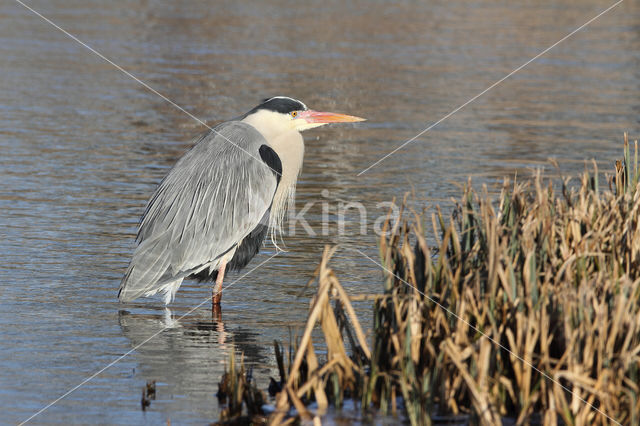 Blauwe Reiger (Ardea cinerea)