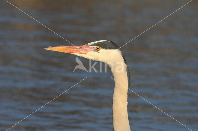 Blauwe Reiger (Ardea cinerea)