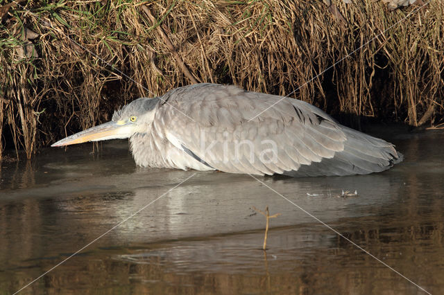 Blauwe Reiger (Ardea cinerea)