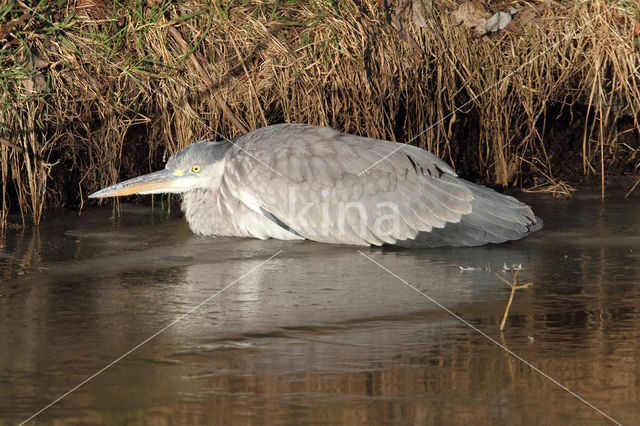 Blauwe Reiger (Ardea cinerea)