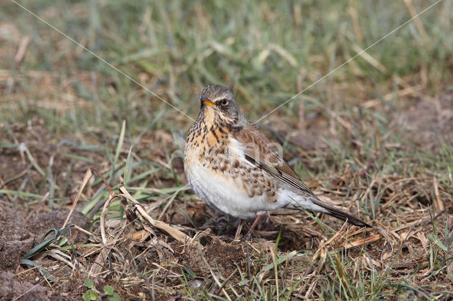 Fieldfare (Turdus pilaris)