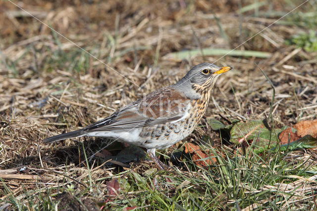 Fieldfare (Turdus pilaris)