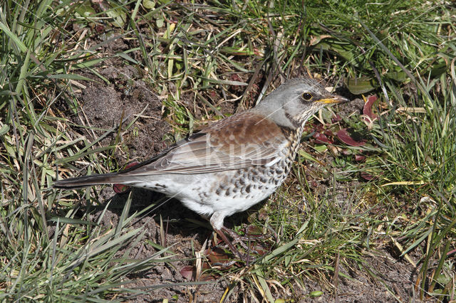 Fieldfare (Turdus pilaris)