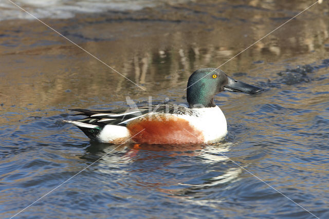 Slobeend (Anas clypeata)