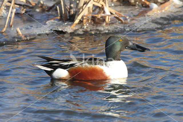 Slobeend (Anas clypeata)