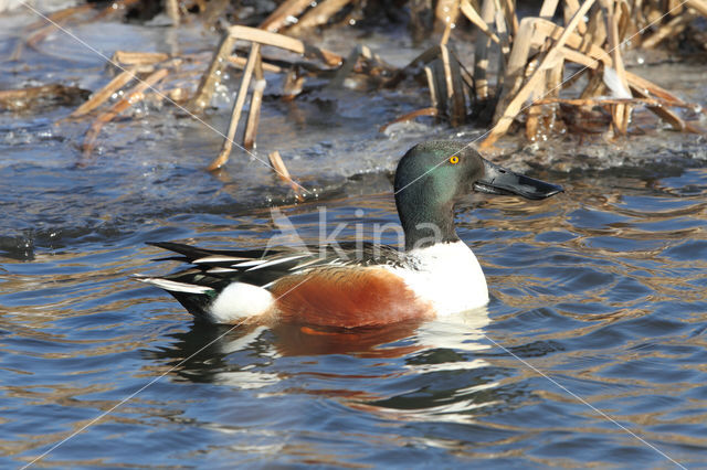 Slobeend (Anas clypeata)