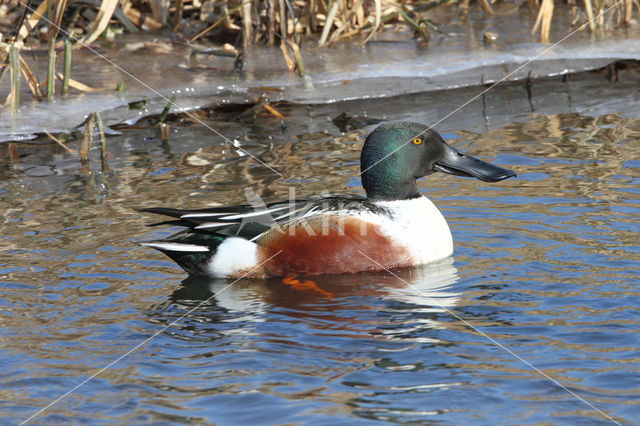 Slobeend (Anas clypeata)