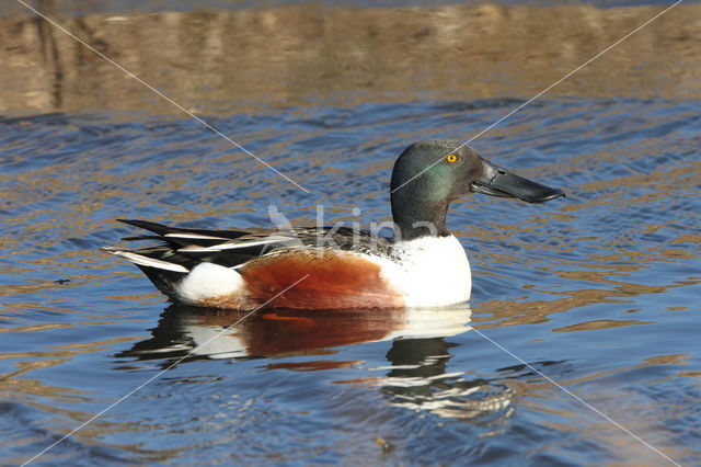 Slobeend (Anas clypeata)