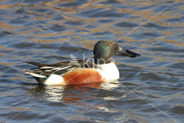 Slobeend (Anas clypeata)