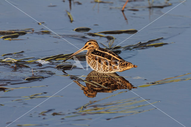 Watersnip (Gallinago gallinago)