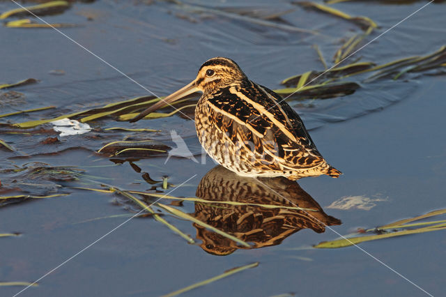 Common Snipe (Gallinago gallinago)