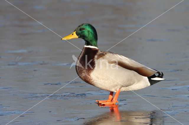 Mallard