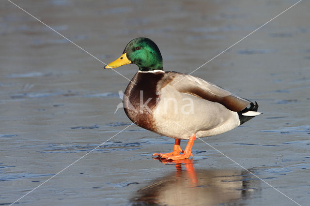 Mallard