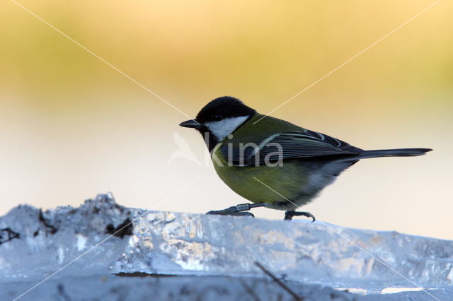 Koolmees (Parus major)