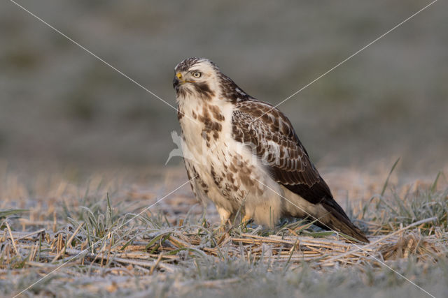 Common Buzzard (Buteo buteo)