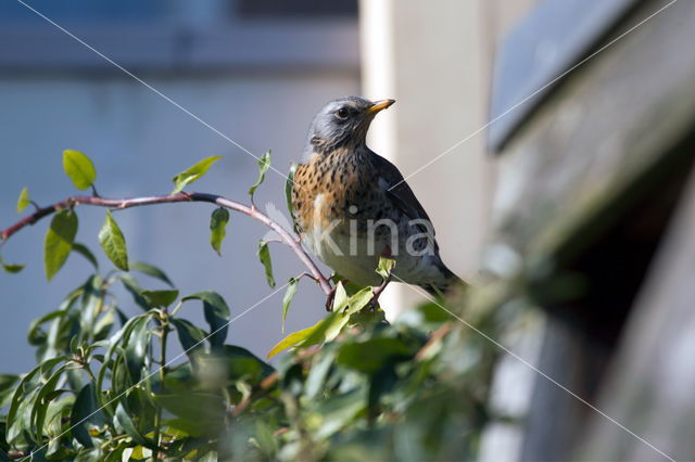 Fieldfare (Turdus pilaris)