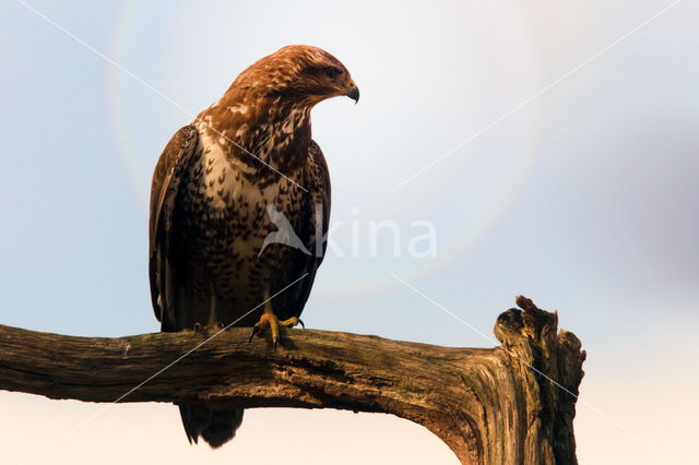 Common Buzzard (Buteo buteo)