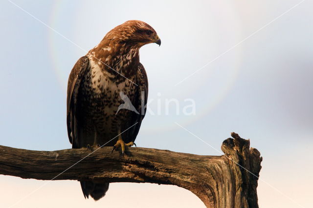 Buizerd (Buteo buteo)