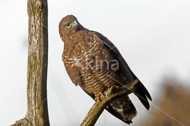 Buizerd (Buteo buteo)