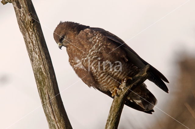 Common Buzzard (Buteo buteo)