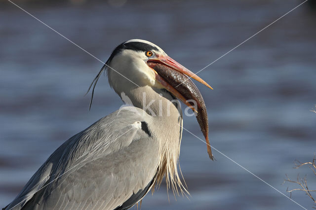 Grey Heron (Ardea cinerea)