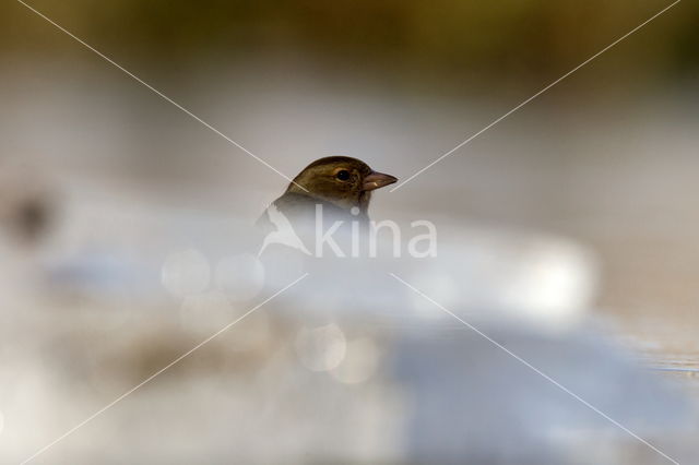 Vink (Fringilla coelebs)