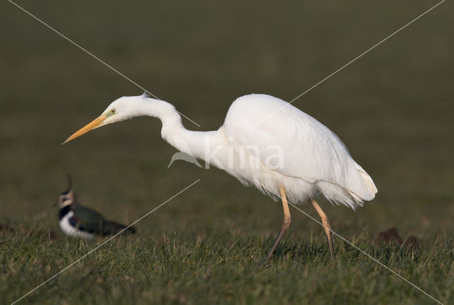 Great White Egret