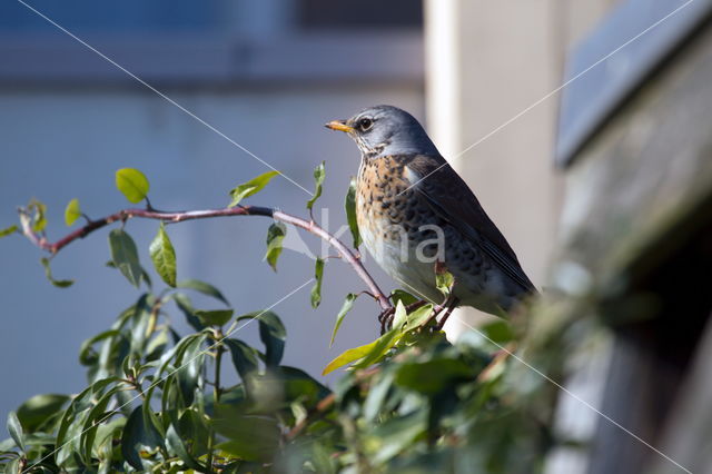 Fieldfare (Turdus pilaris)