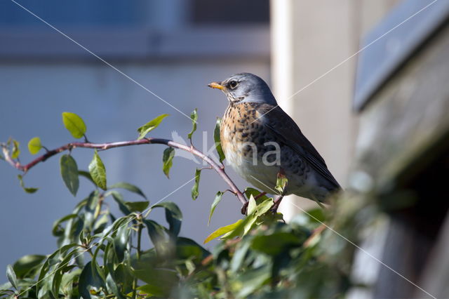 Fieldfare (Turdus pilaris)