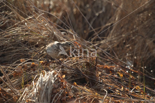 Waterpieper (Anthus spinoletta)