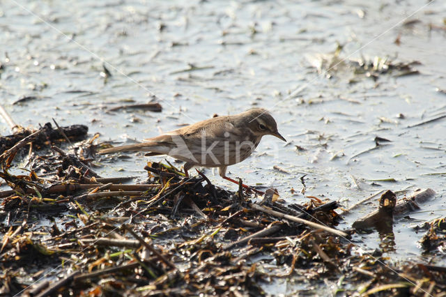 Waterpieper (Anthus spinoletta)