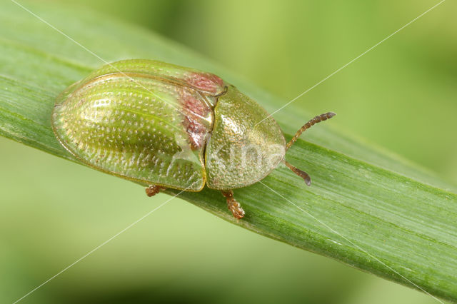 Shield Beetle (Cassida sanguinolenta)