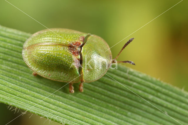 Cassida denticollis