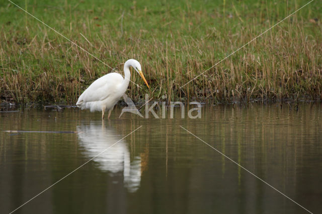 Grote Zilverreiger (Ardea alba)