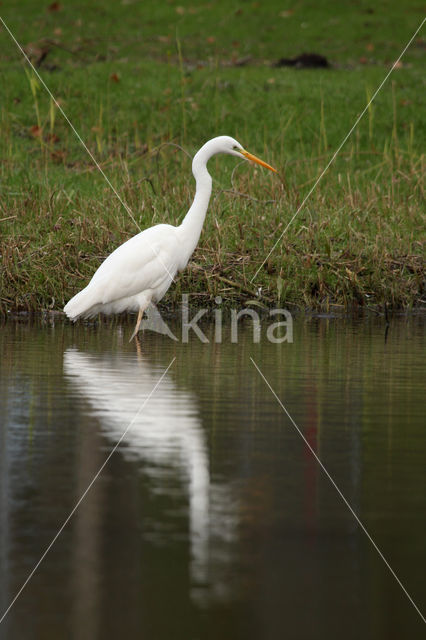 Grote Zilverreiger (Ardea alba)