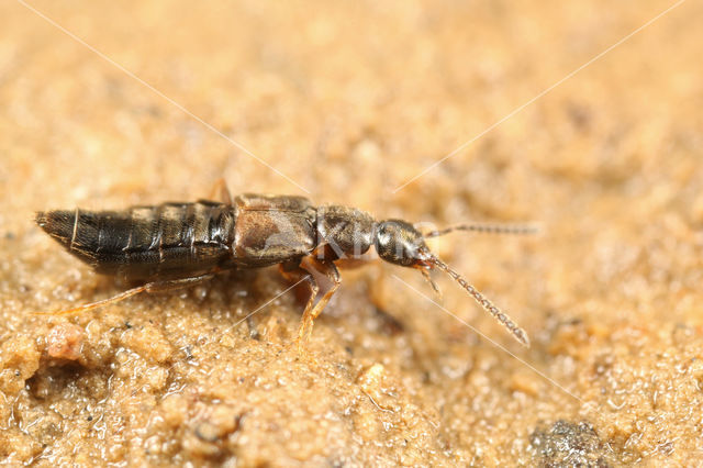 Aloconota gregaria