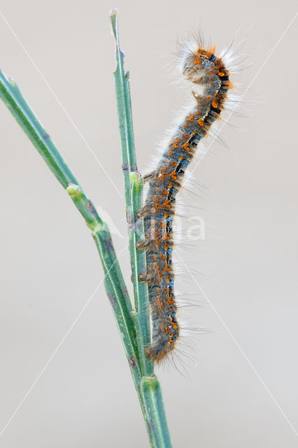 Northern Eggar (Lasiocampa quercus)