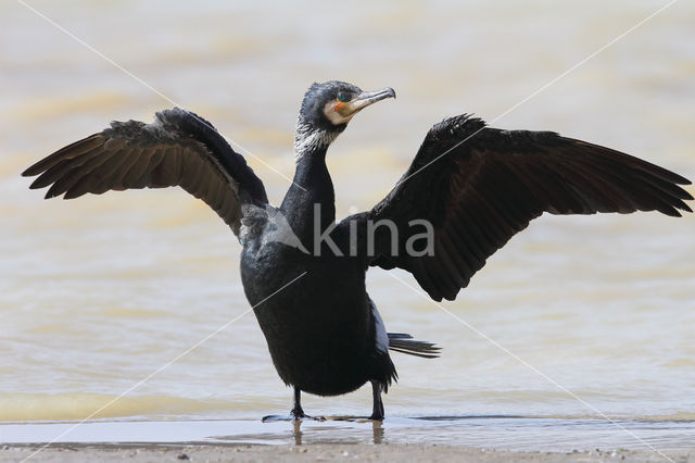 Cormorant (Nannopterum harrisi)
