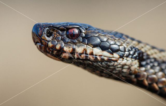 Common Viper (Vipera berus)