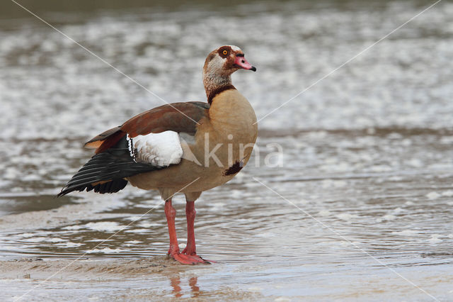 Egyptian Goose (Alopochen aegyptiaca)