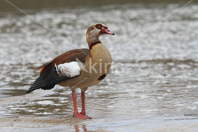 Egyptian Goose (Alopochen aegyptiaca)