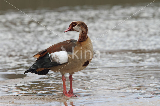 Egyptian Goose (Alopochen aegyptiaca)