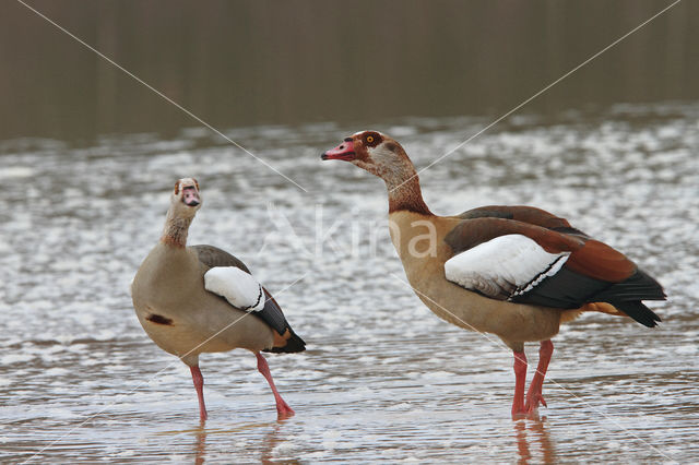 Egyptian Goose (Alopochen aegyptiaca)