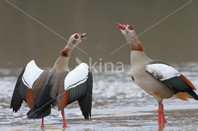 Egyptian Goose (Alopochen aegyptiaca)