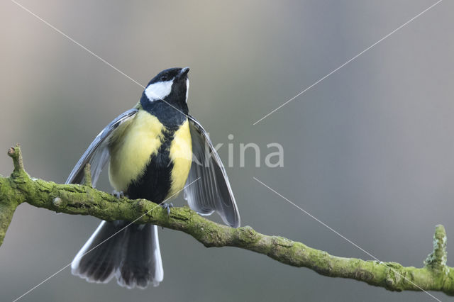 Great Tit (Parus major)