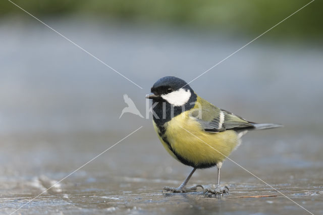 Great Tit (Parus major)