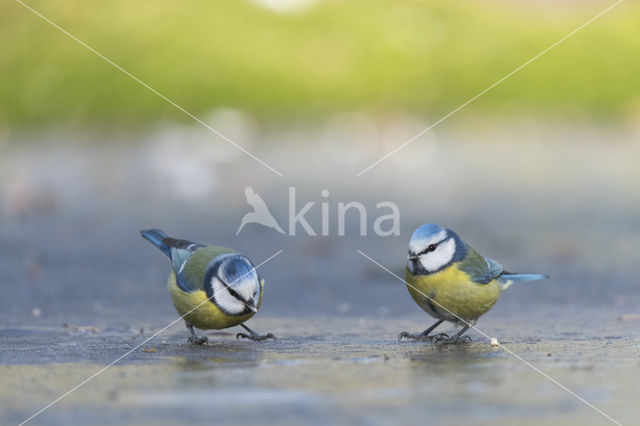 Blue Tit (Parus caeruleus)