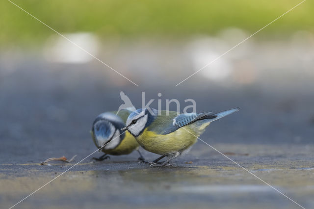 Pimpelmees (Parus caeruleus)