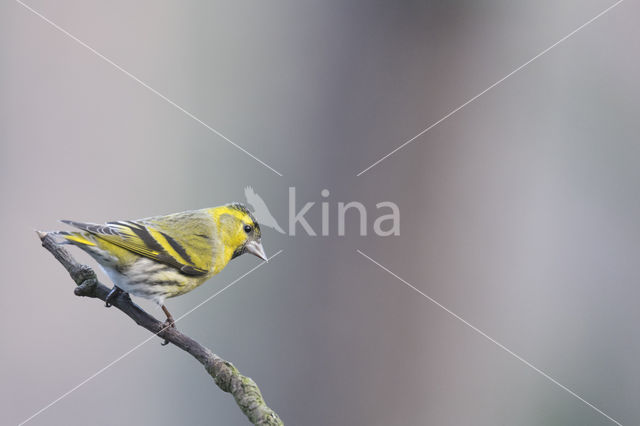 Eurasian Siskin (Carduelis spinus)